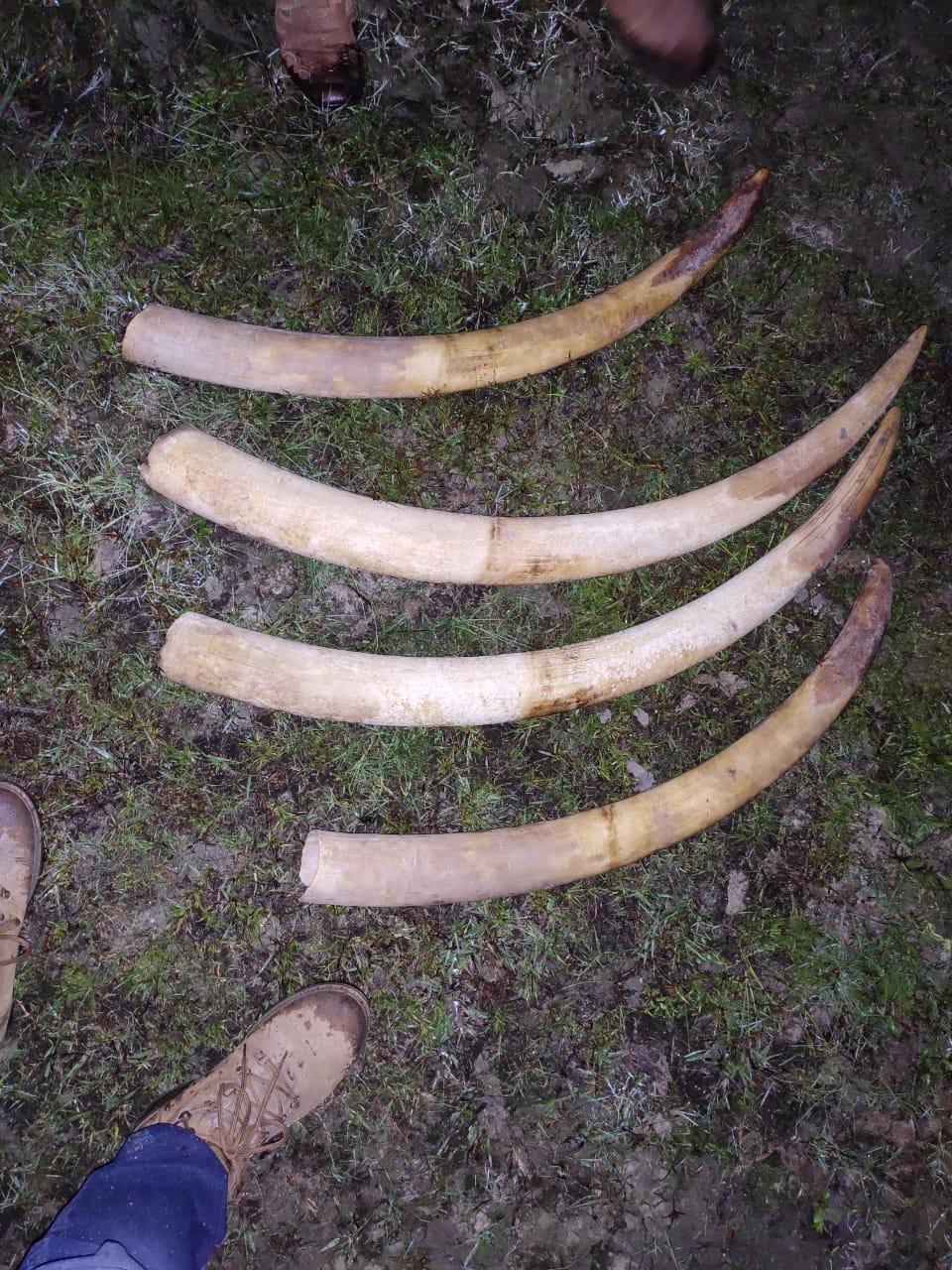 As_Chg_01_Chirang_3_hesitator_arrested_with_4_elephant_tusks_vis_10012