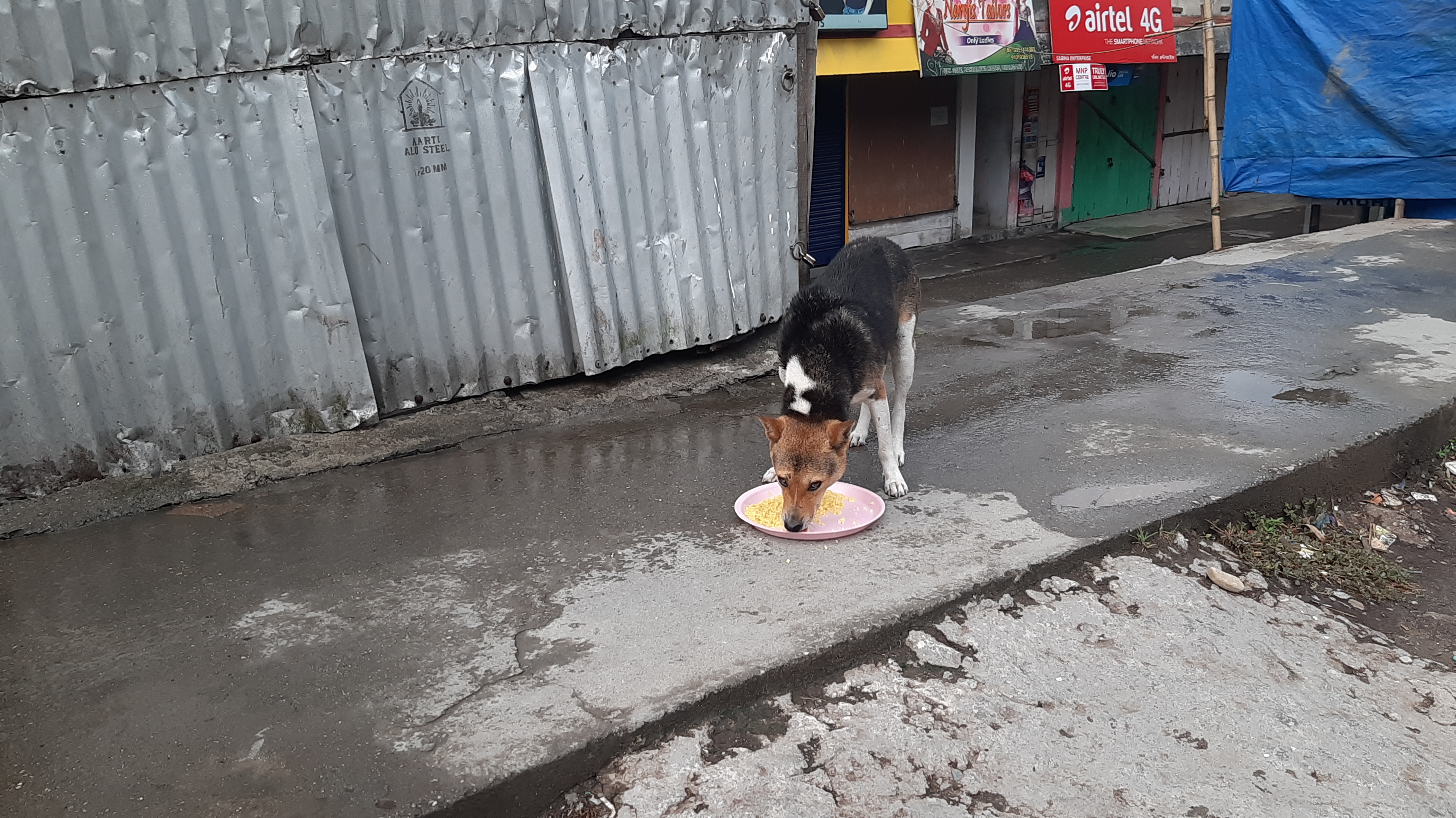 chirang-food-to-street-dogs-and-birds-rtu