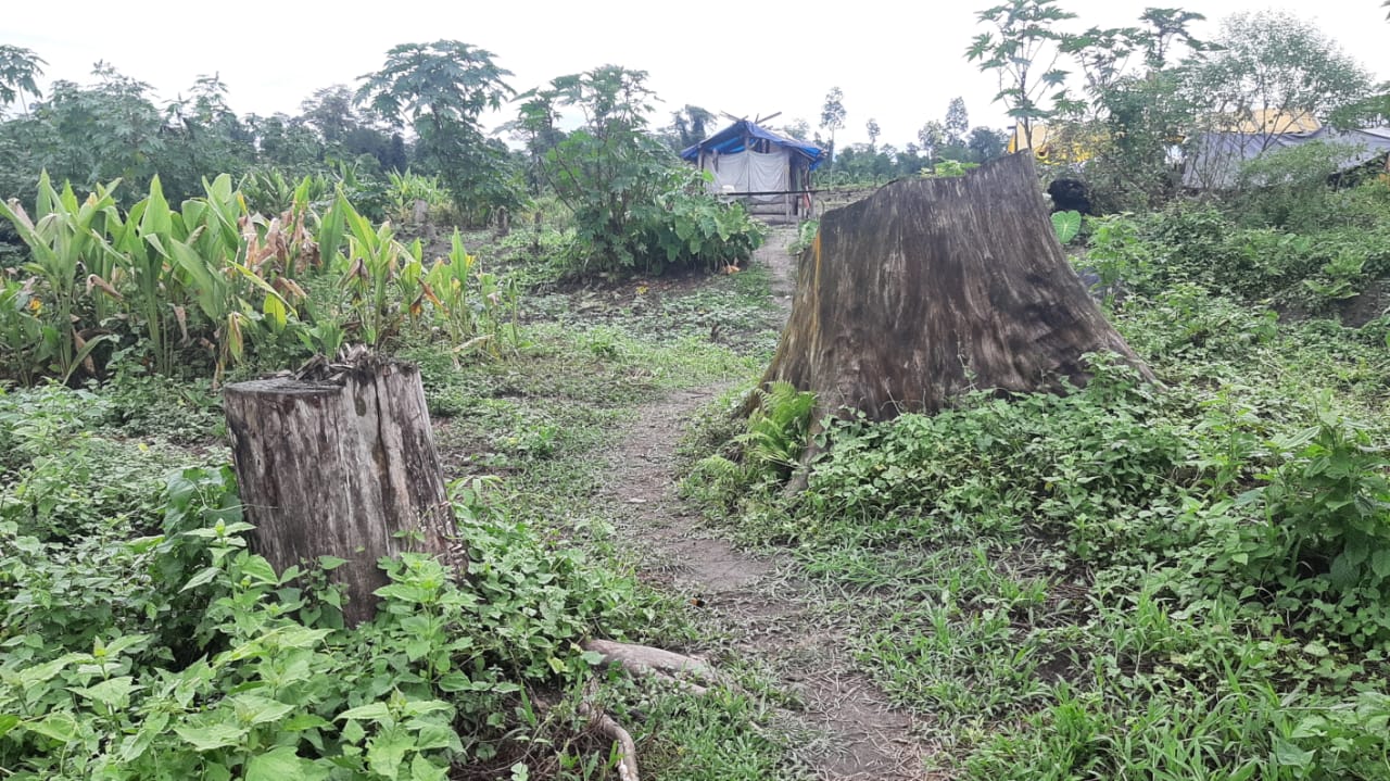 enchroach at chirang by destroying forest