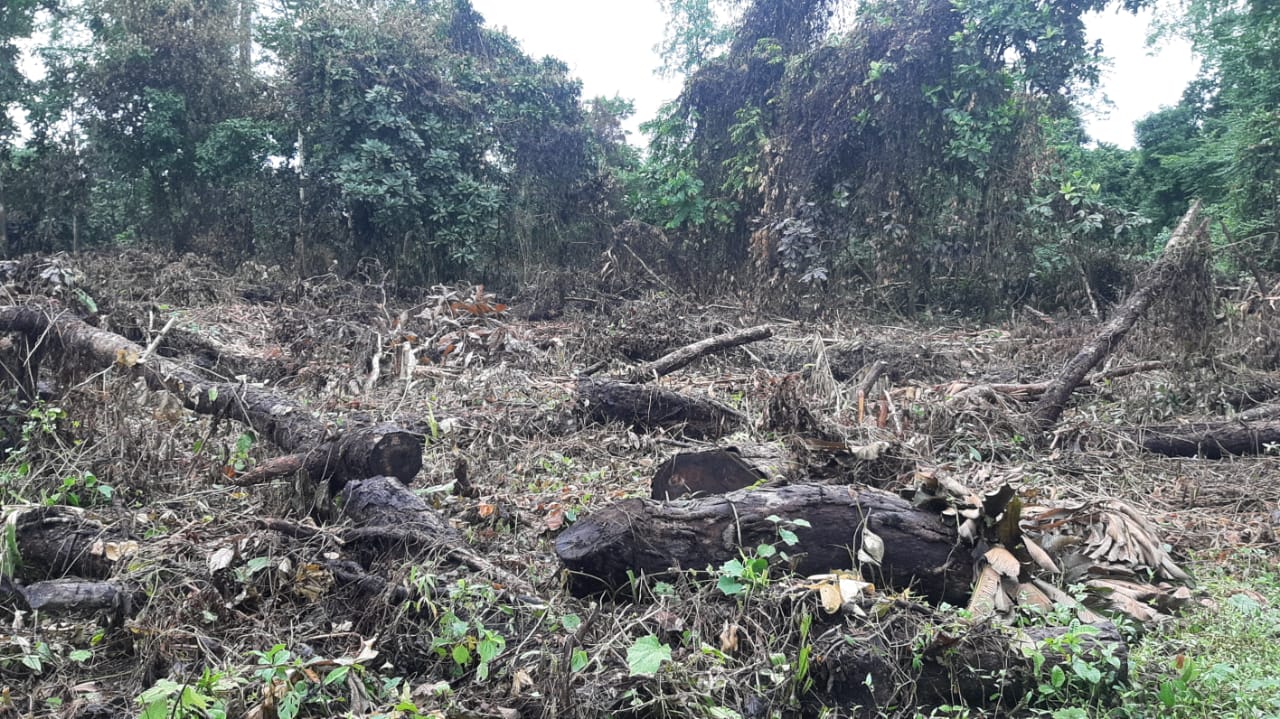 enchroach at chirang by destroying forest