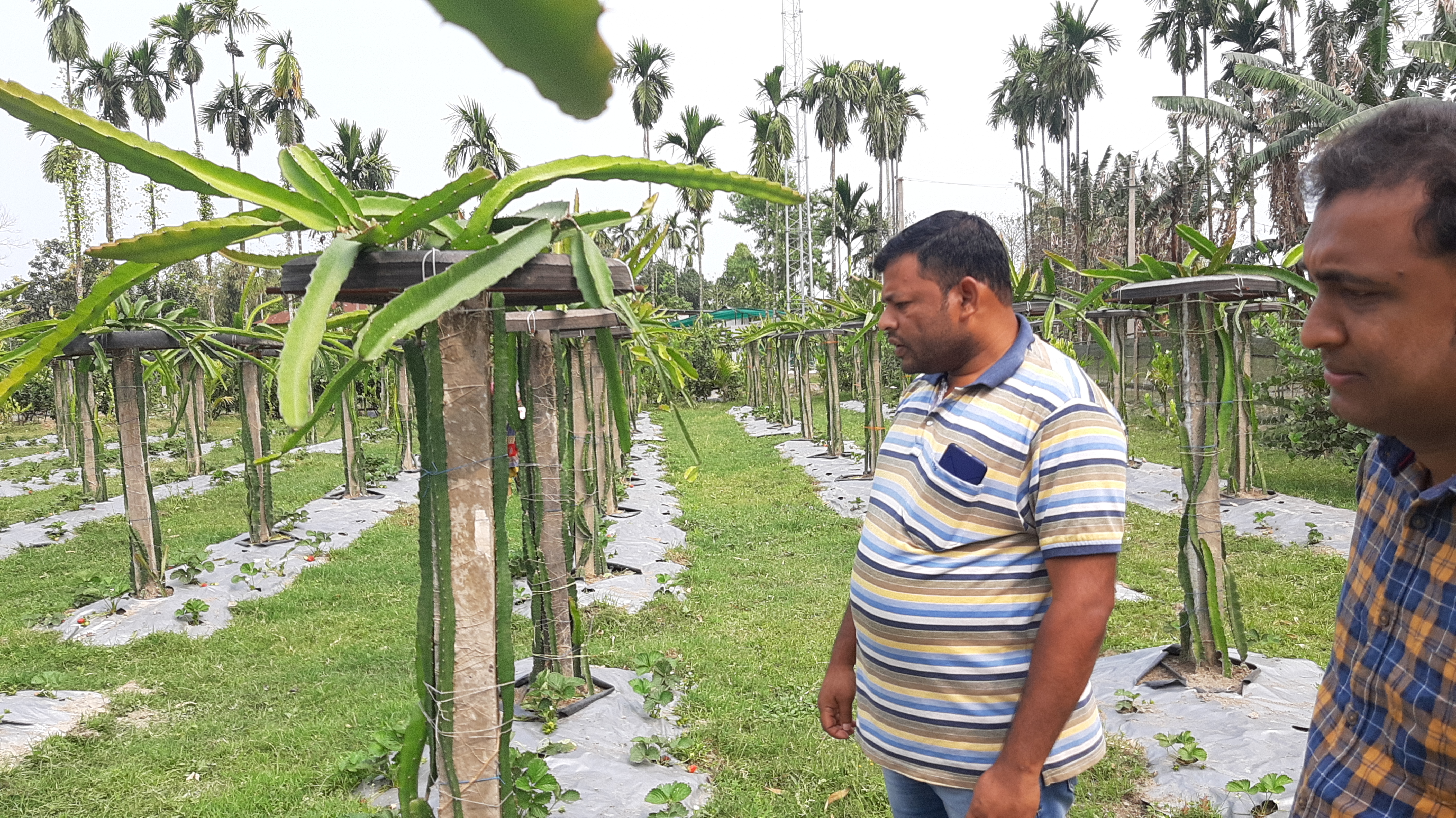 থলুৱা কৃষিৰে স্বলম্বিতা হোৱা এজন কৃষক