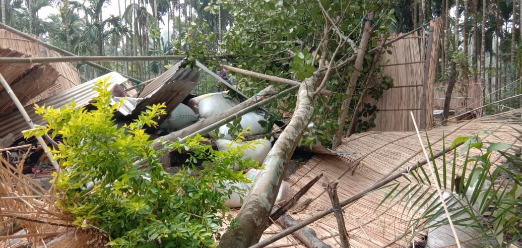 Chirang Wild elephant in village