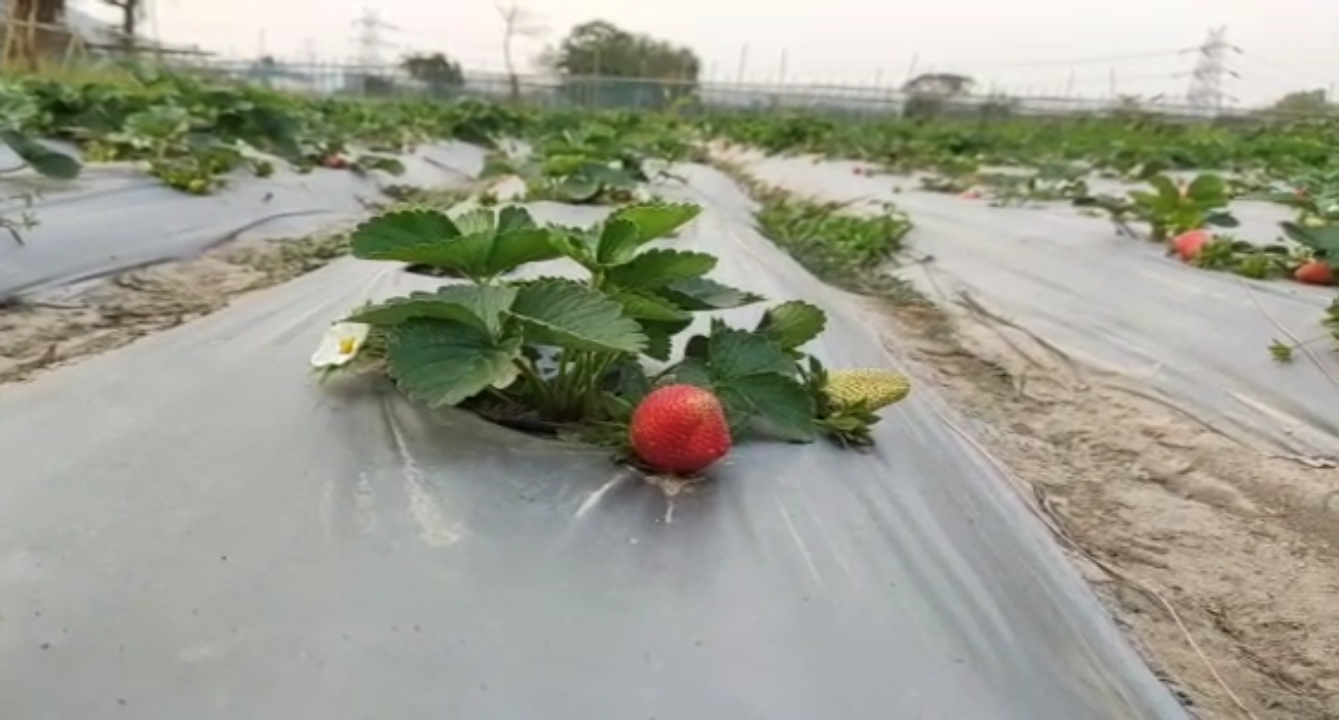 Bongaigaon Tet teachers strawberry farm Assam etv bharat news