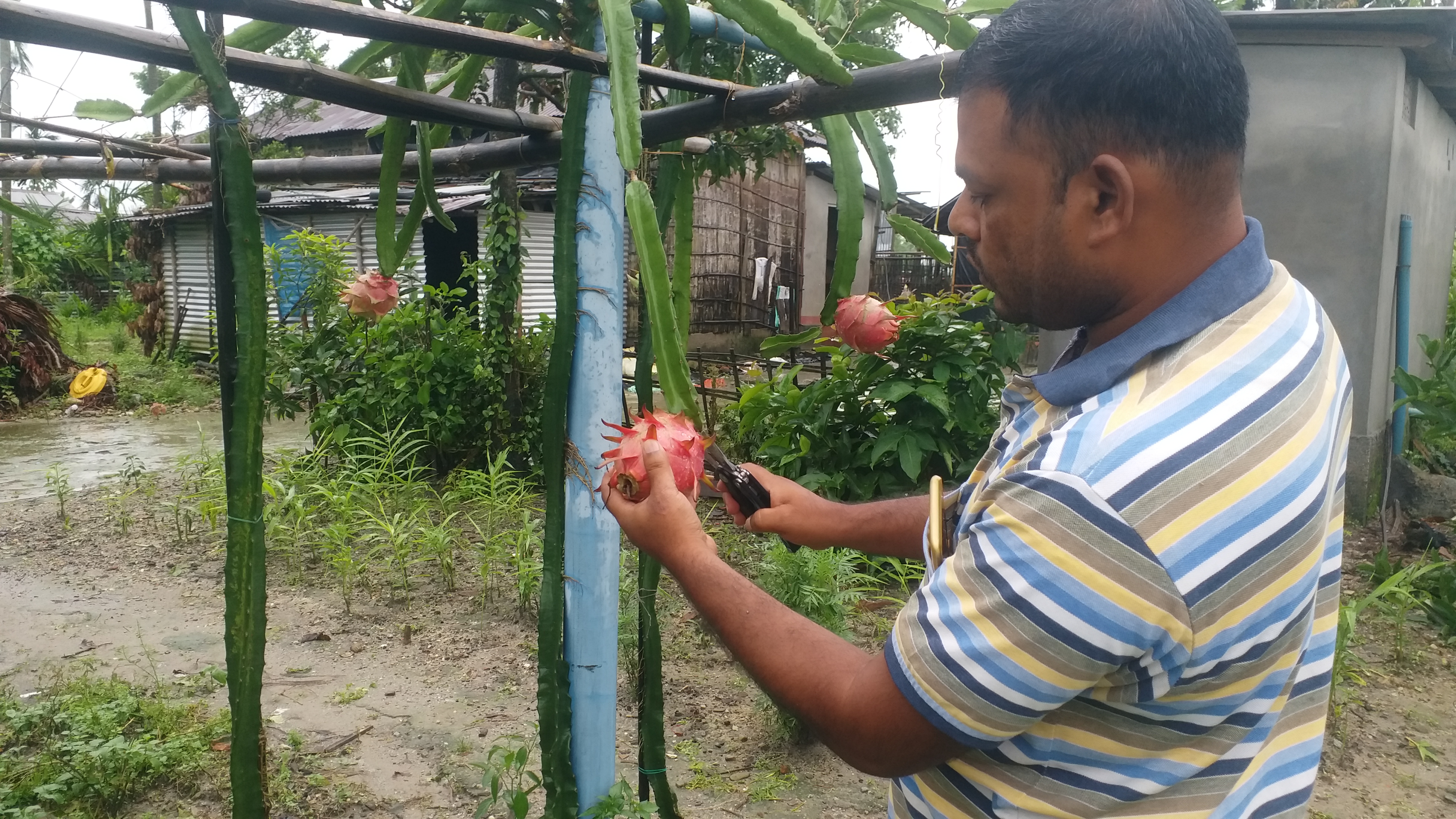 ড্ৰেগন ফলৰ খেতিৰে আত্মনিৰ্ভশীলতাৰ নিদৰ্শন যুৱকৰ