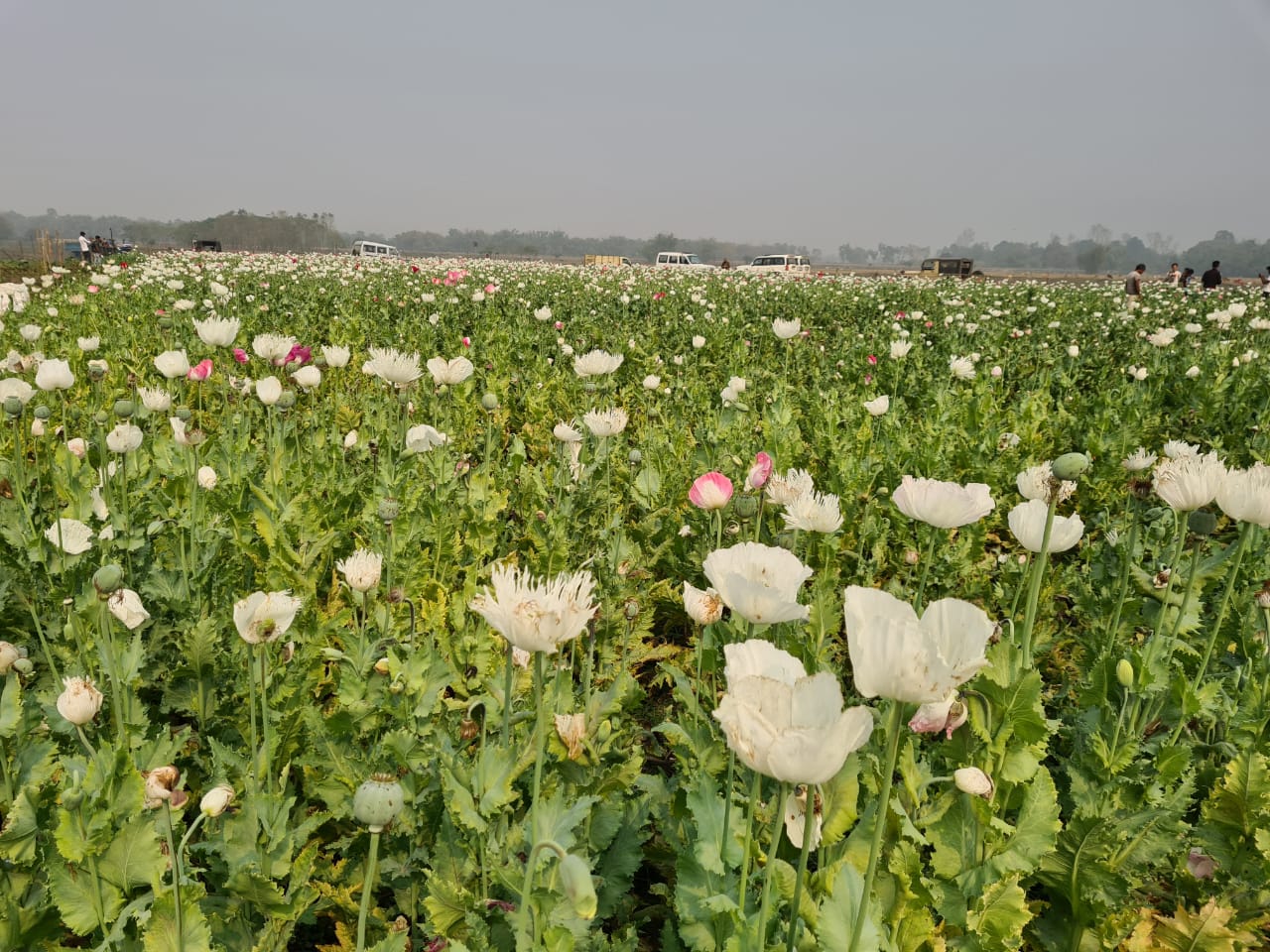 opium-poppy-plant-destroy