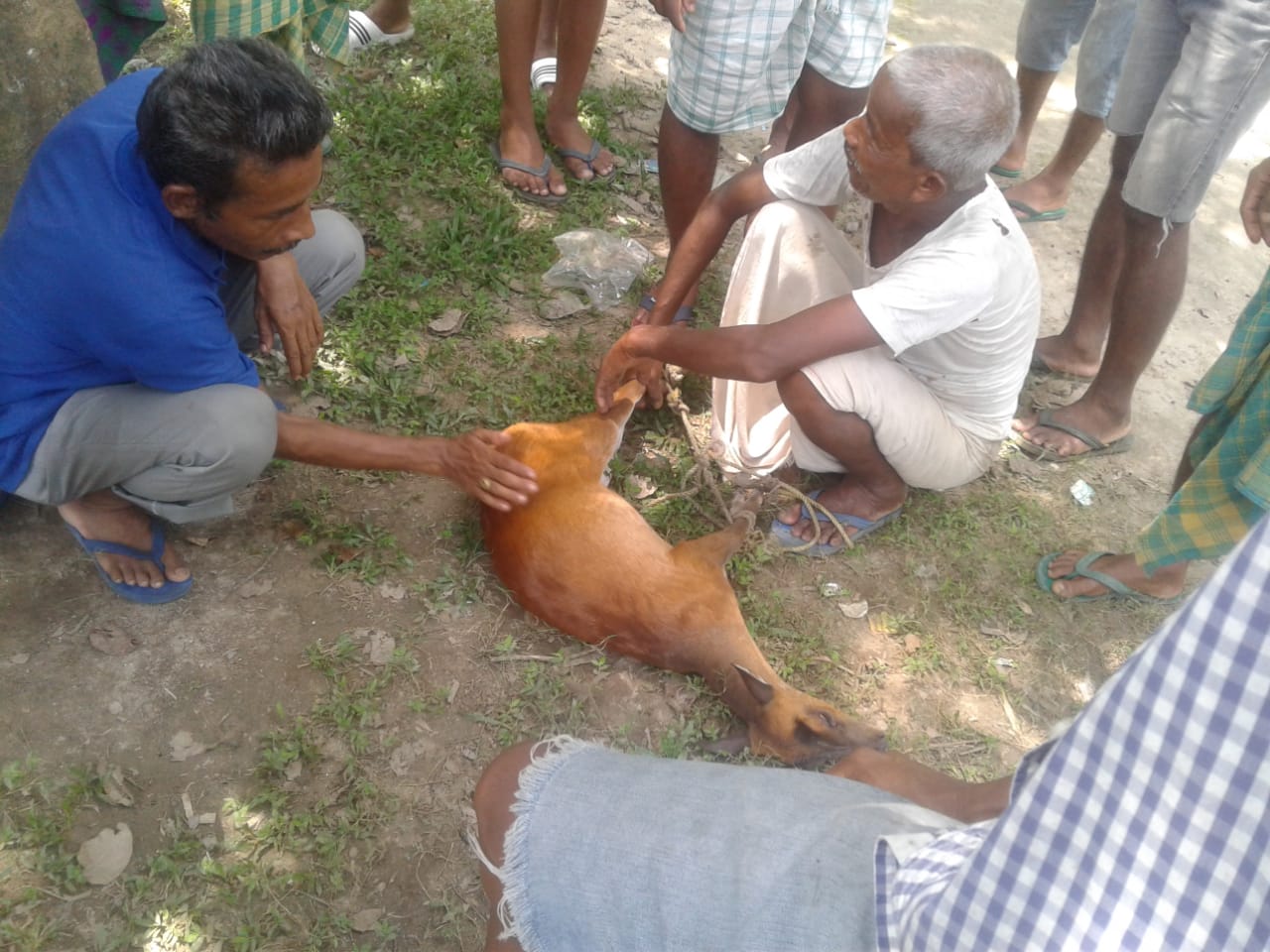 hog Deer rescue in Bongaigaon