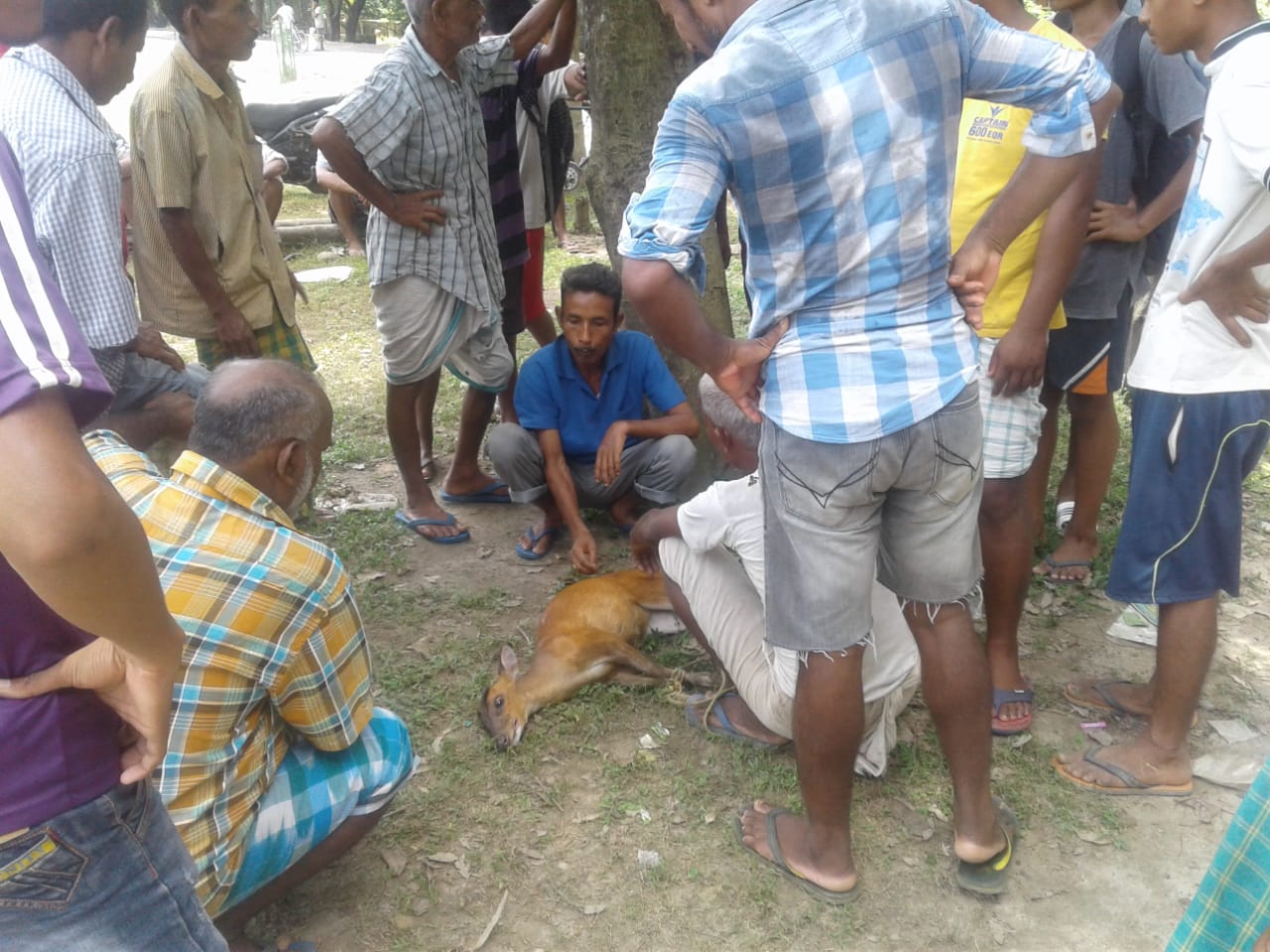 hog Deer rescue in Bongaigaon