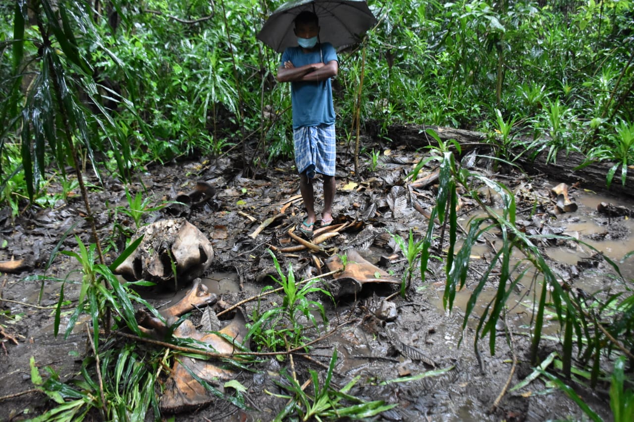 Elephant poacher arrested at Chirang by Forest department