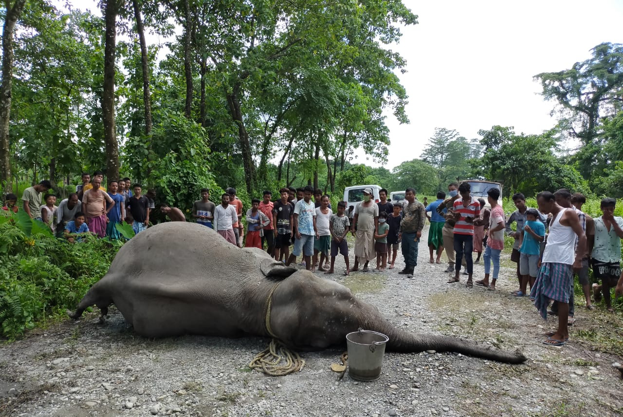 wild elephant death at Chirang
