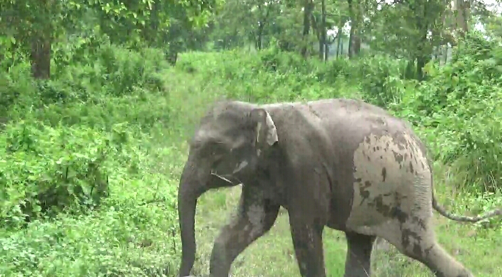 Orang National Park