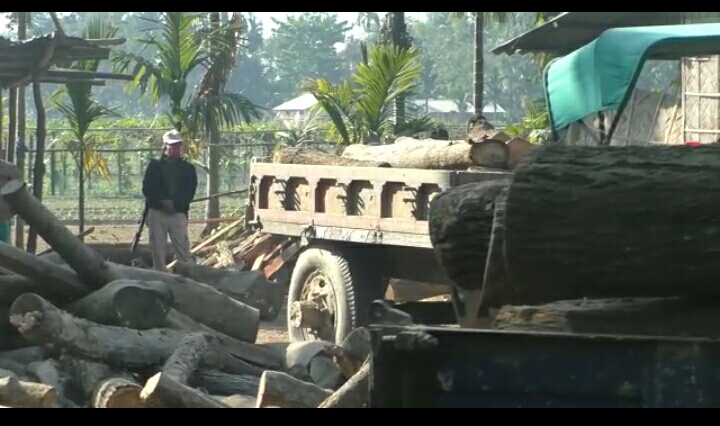 দলগাঁৱত বন বিভাগৰ অভিযানত অবৈধ কাঠ জব্দ