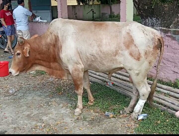 খাৰুপেটীয়াৰ এগৰাকী পশু চিকিৎসকৰ মহানুভৱতা