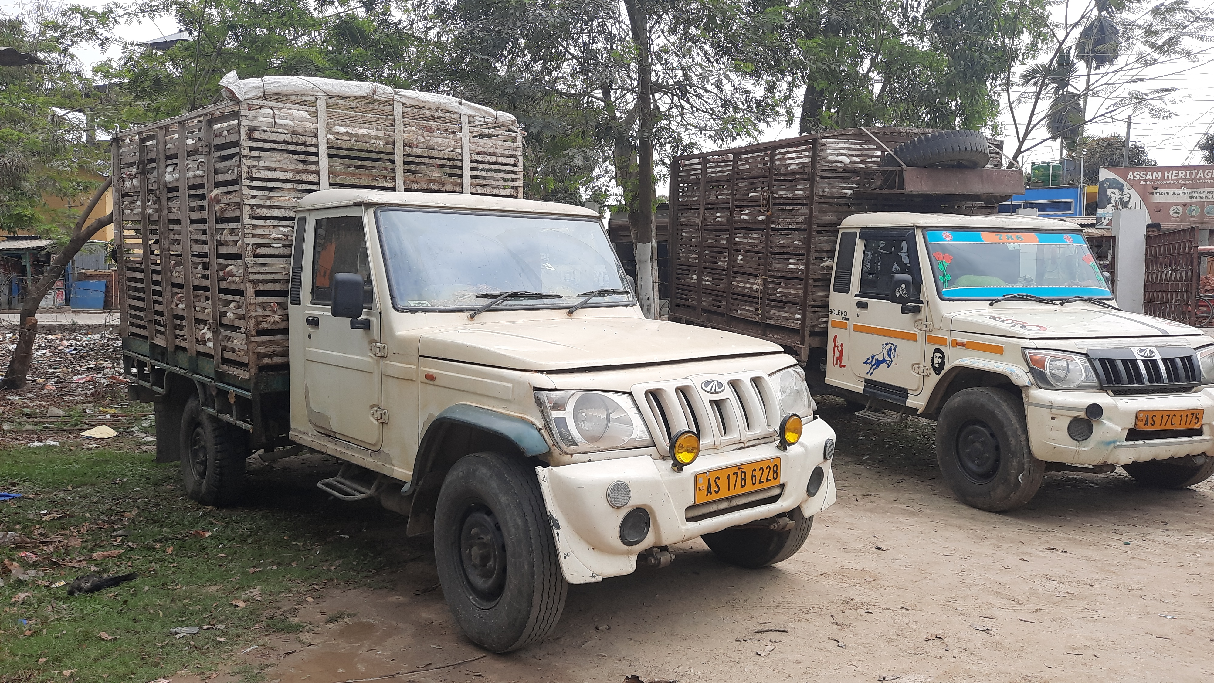 ব্ৰইলাৰ মুৰ্গীক লৈ ৰাজ্যত গঢ়ি উঠিছে বৃহৎ ছিণ্ডিকেট