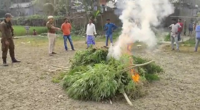 গাঞ্জা খেতিৰ বিৰুদ্ধে দক্ষিণ শালমাৰা আৰক্ষীৰ অভিযান:এজনক আটক