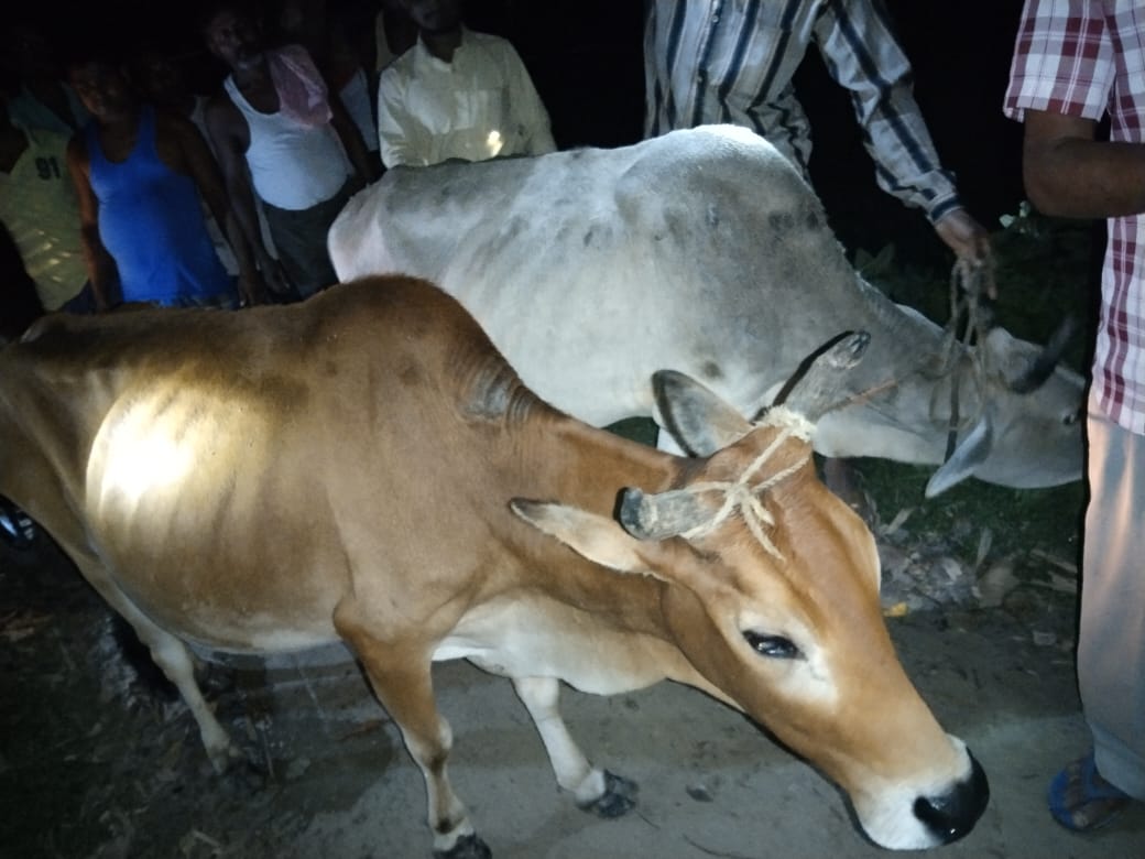 cattle smuggler arrested at dhubri