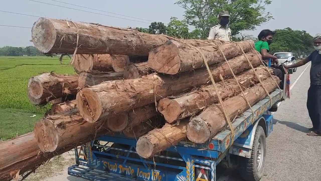 ধুবুৰীত বন বিভাগৰ অভিযানত বৃহৎ পৰিমাণৰ চোৰাং কাঠ জব্দ