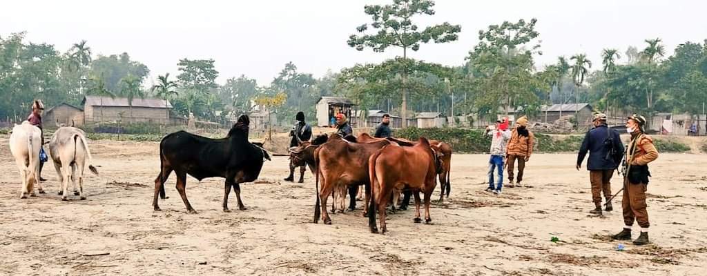 cattle sized by police AT DHUBRI