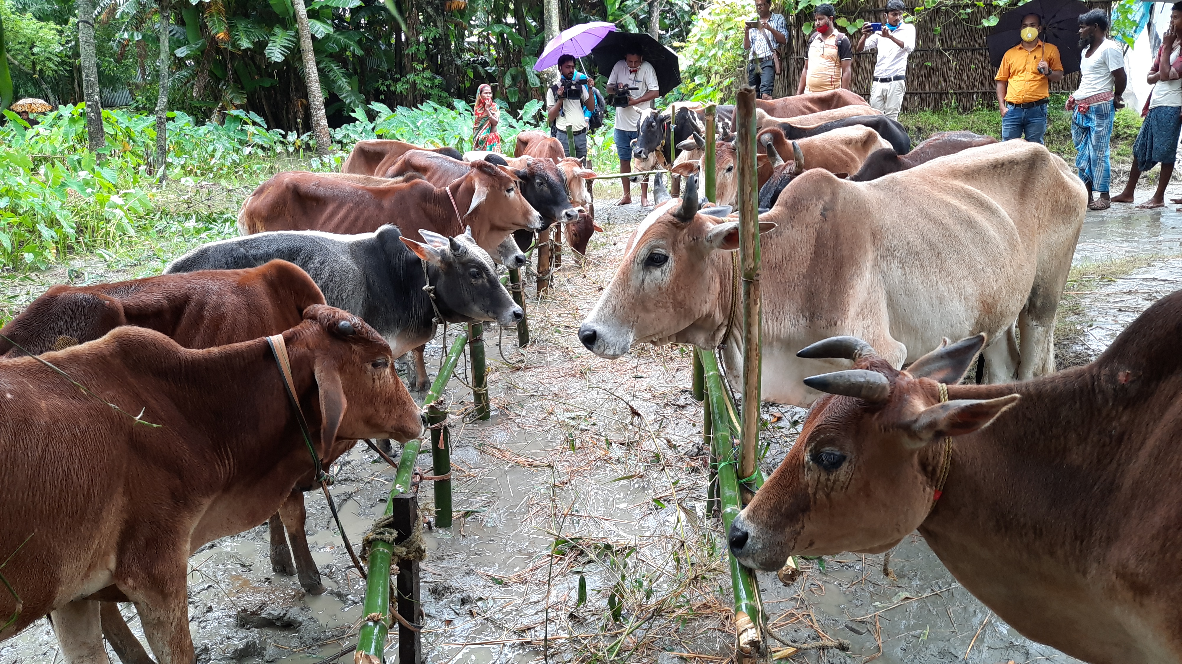 Continuing Cow smuggling at the Dhubri border