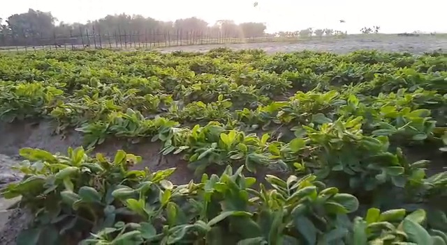 badam-cultivation-in-dhubri