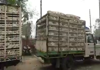 After the ban, broilers were imported from West Bengal