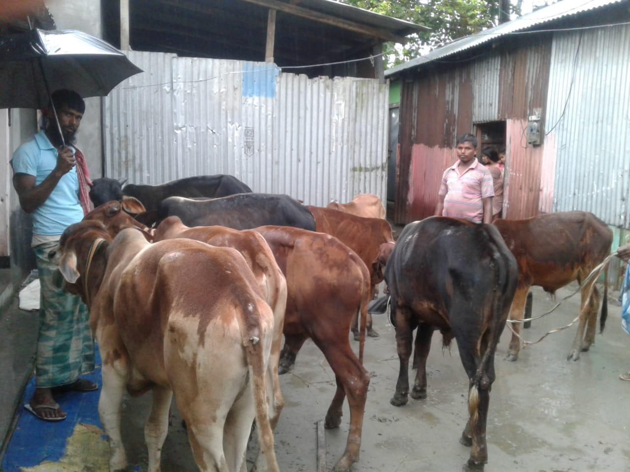 15 Cow Recovered By Police At Dhubri