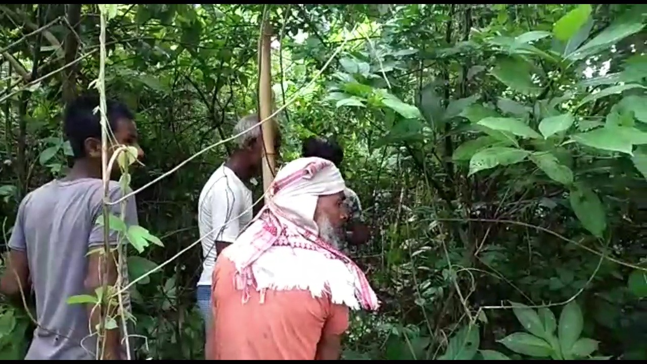 tiger panic at parbatjhara btad