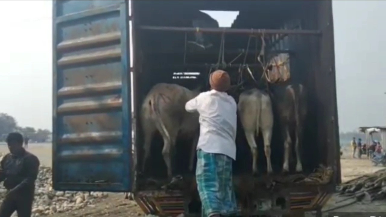 dhubri cattle_smuggling