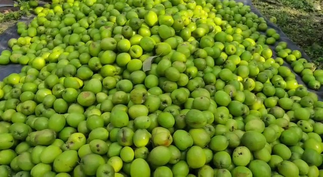 dhubri man sets example of self reliance through farming