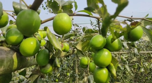 dhubri man sets example of self reliance through farming