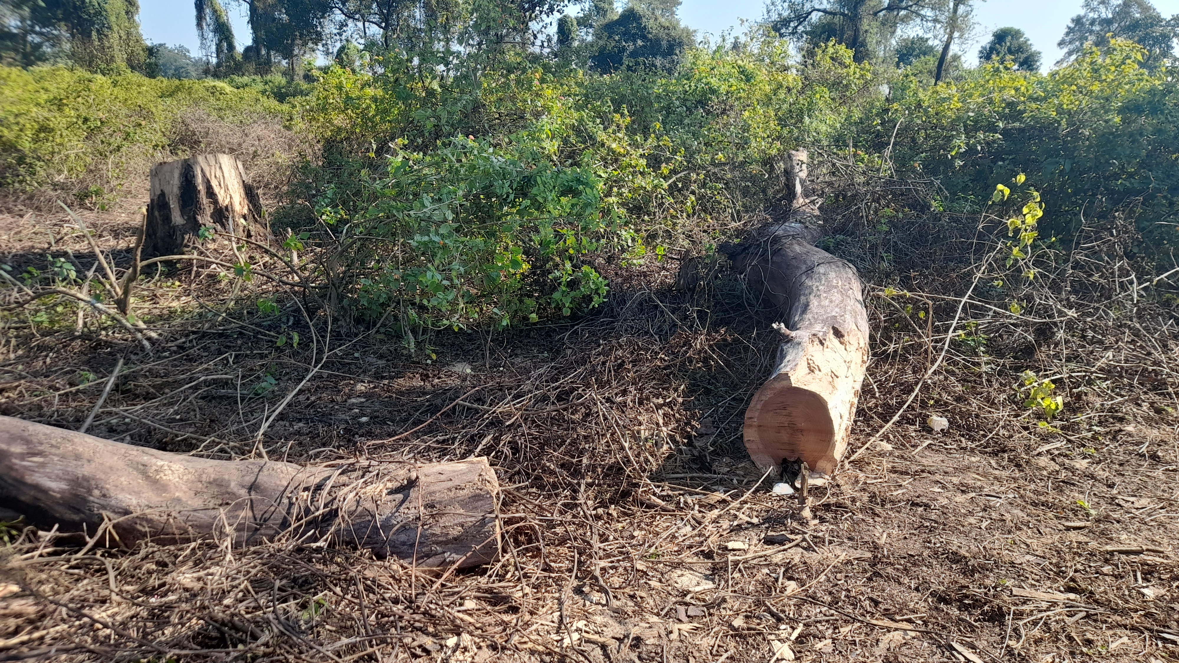 Jiadhal Reserve Forest Destruction