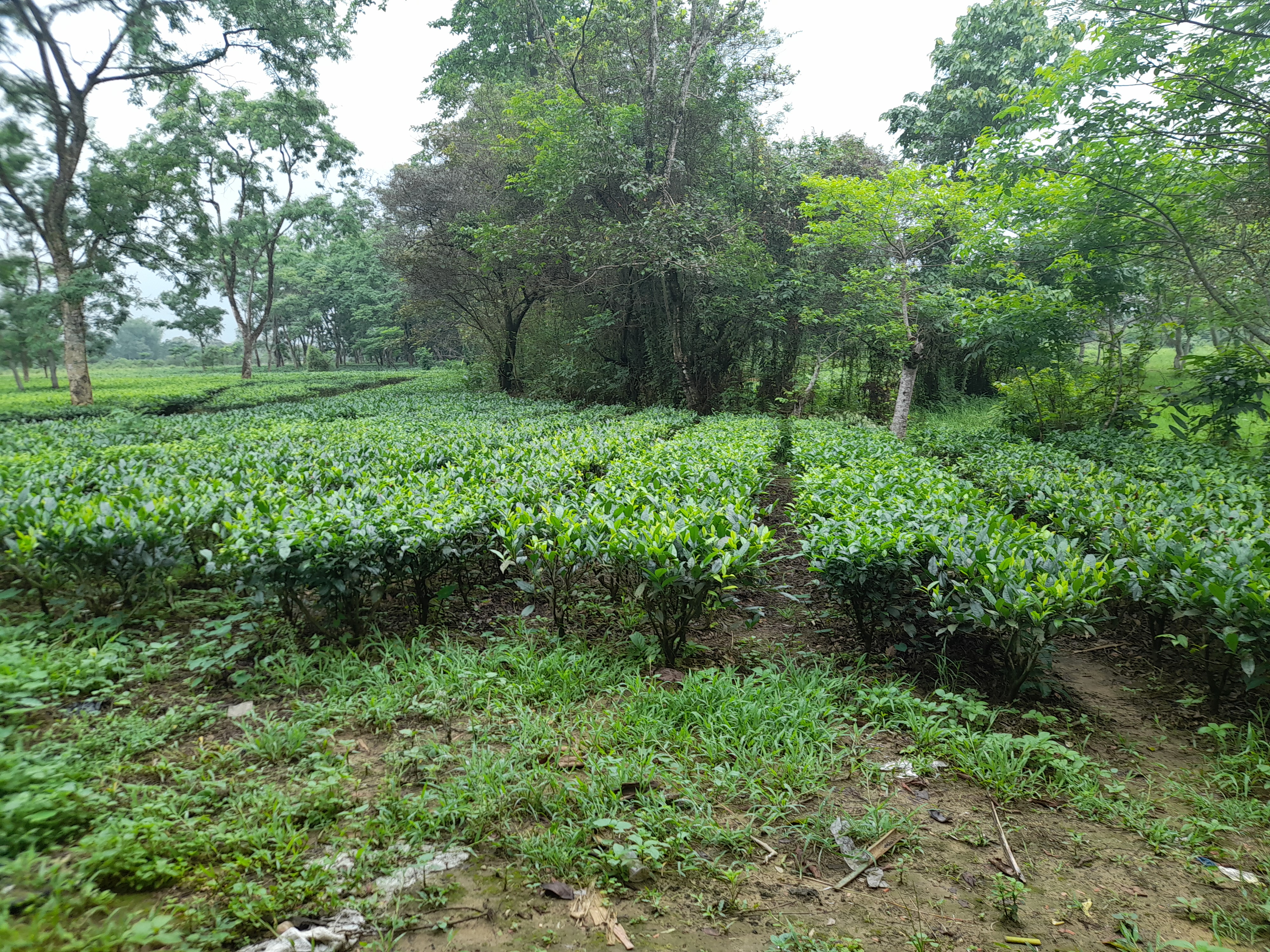 dhemaji's only organic small tea garden effected in corona