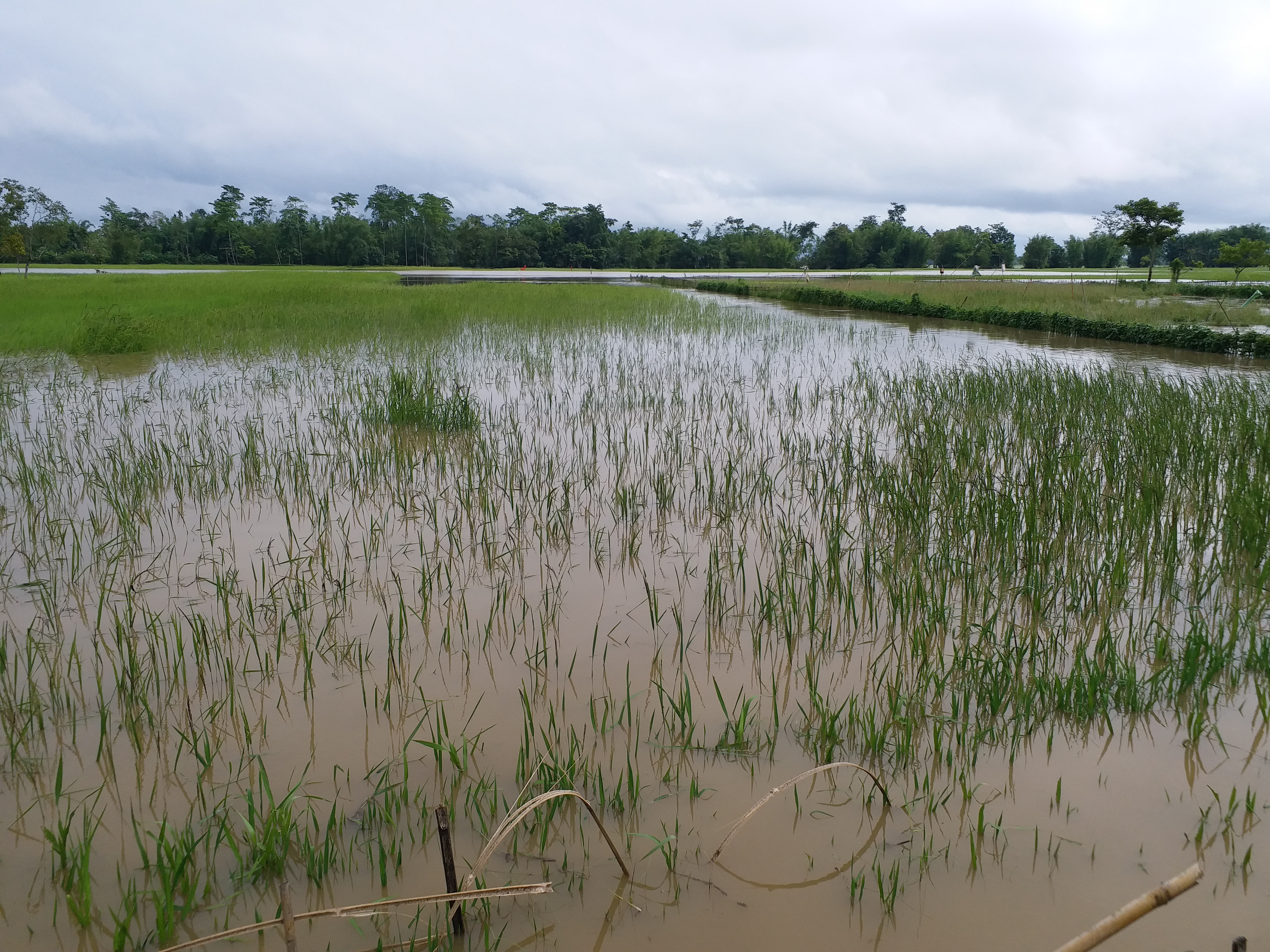 খেতিপথাৰৰ অৱস্থা