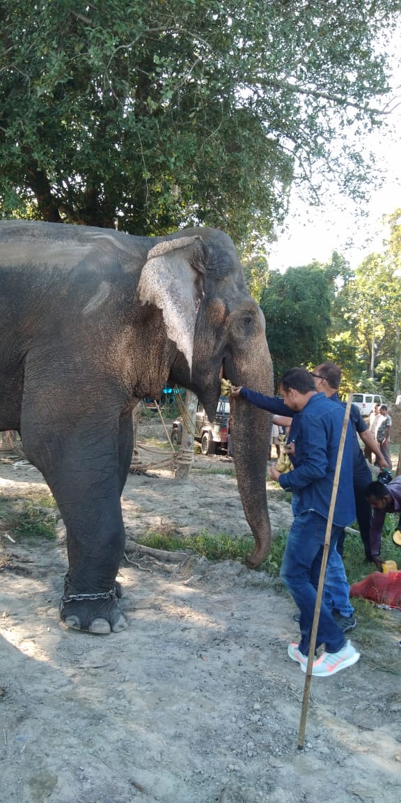 padma hazarika at orang padma hazarika look after laden or krishno padma hazarika at orang national park