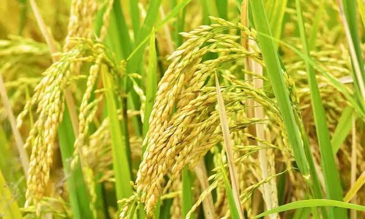 Procurement of paddy in Assam