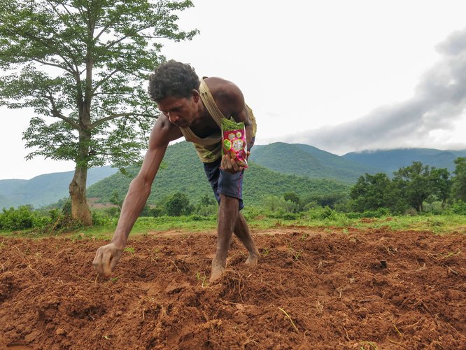 Paddy seeds production in Assam