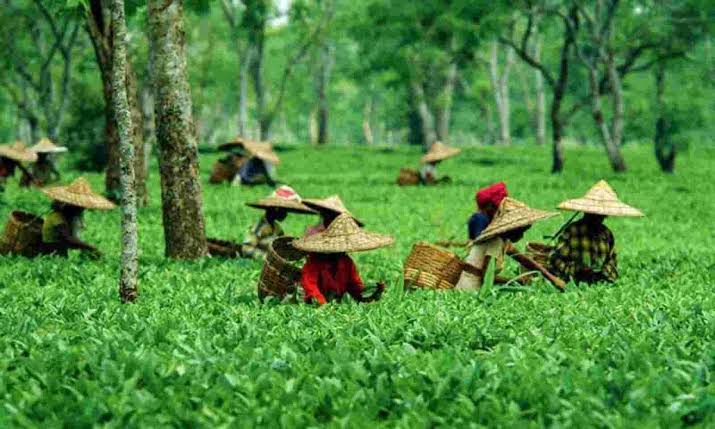 Production of Tea in Assam