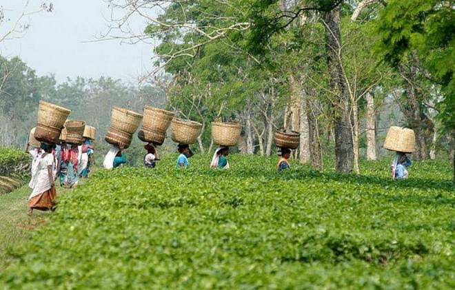 Production of Tea in Assam
