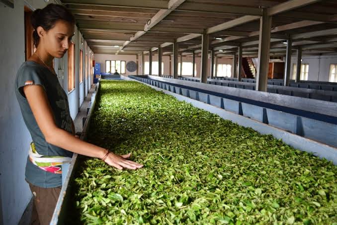 Production of Tea in Assam