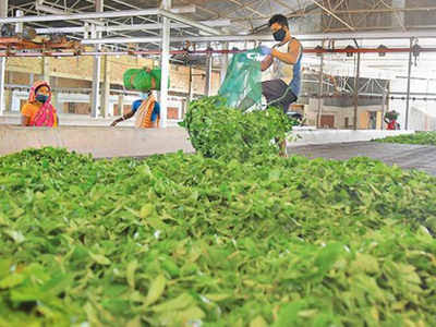 Production of Tea in Assam