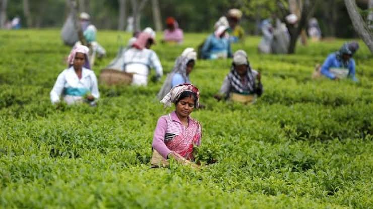 Production of Tea in Assam