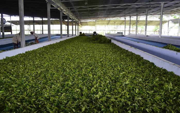 Production of Tea in Assam