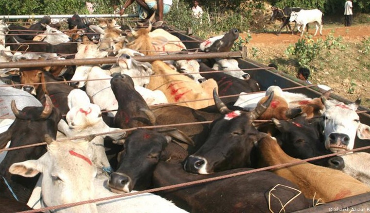 cattle smuggling