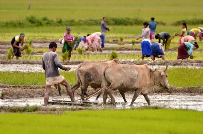 Paddy Procurement System