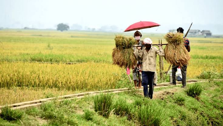 Paddy Procurement System