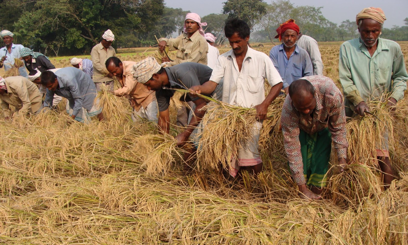 FCI will procure 4 lakh metric tonnes of paddy