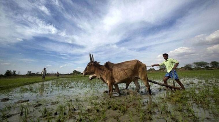 less rainfall affected farmers