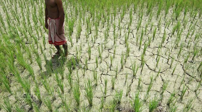 পানীৰ অভাৱত চিৰাল ফাঁট ৰাজ্যৰ কৃষিভূমিত