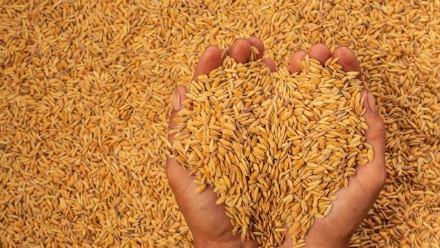 The target of purchasing one million metric tons of paddy in Assam is far away