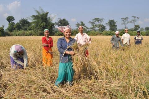 Production of paddy in Assam