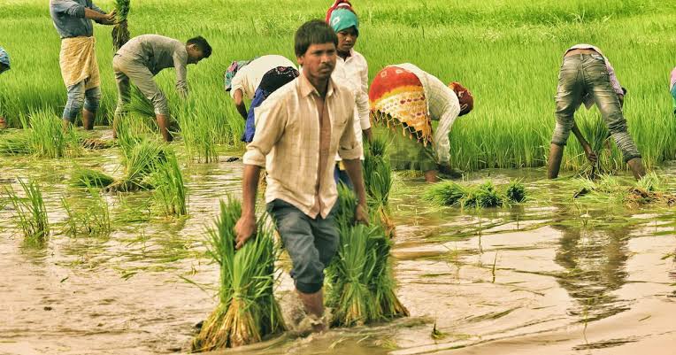 Production of paddy in Assam